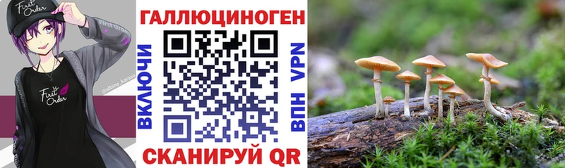 Галлюциногенные грибы Psilocybe  Саянск 